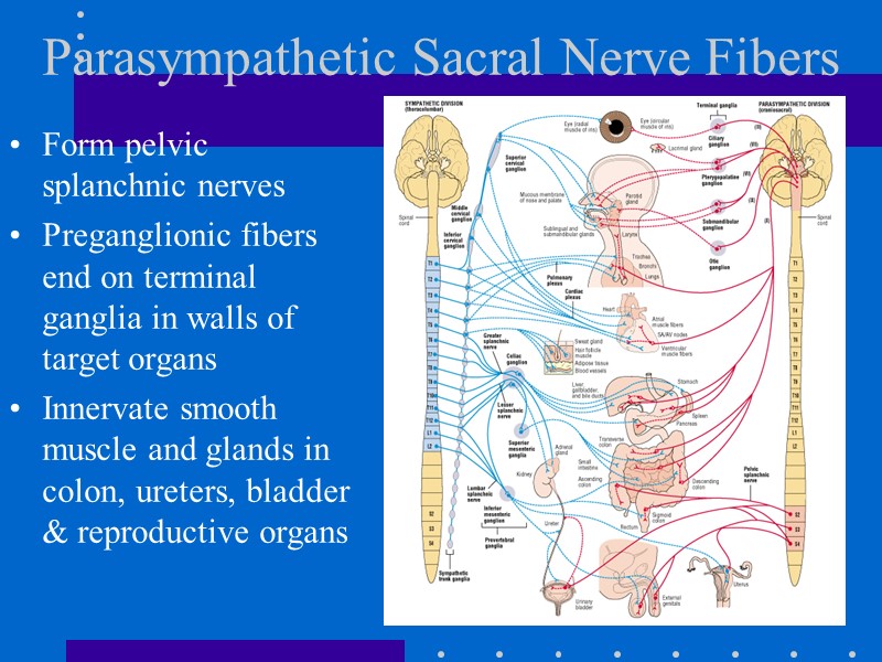 Parasympathetic Sacral Nerve Fibers Form pelvic splanchnic nerves  Preganglionic fibers end on terminal